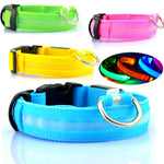 LED dog collars in green, pink, yellow and blue with black buckles