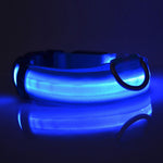 Blue LED dog collar glowing on a dark reflective surface