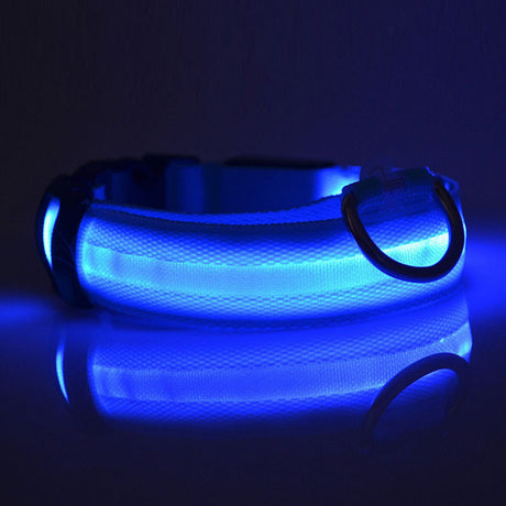 Blue LED dog collar glowing on a dark reflective surface
