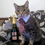 Adjustable Pet Collar & Necktie