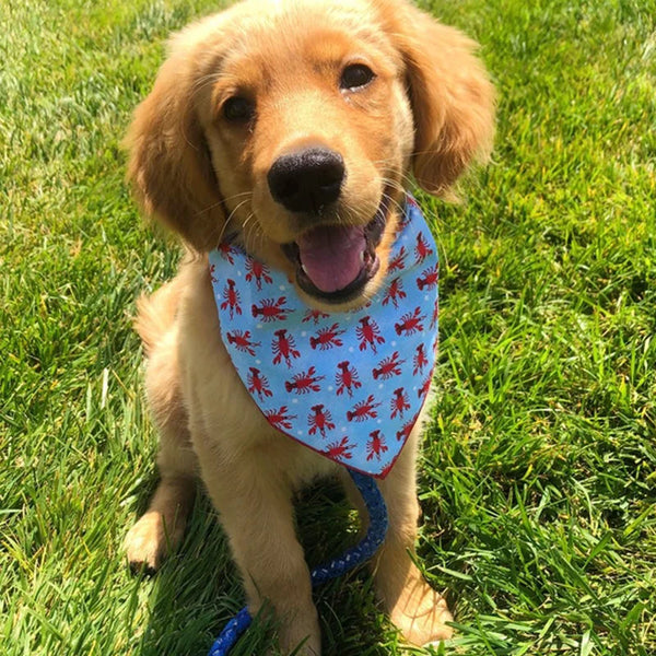 Printed Dog Bandana