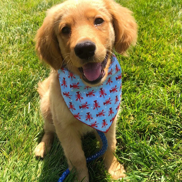Printed Dog Bandana