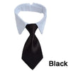 Adjustable Pet Collar & Necktie