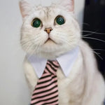 Adjustable Pet Collar & Necktie
