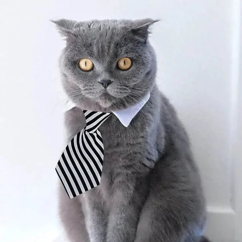 Adjustable Pet Collar & Necktie