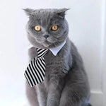 Adjustable Pet Collar & Necktie